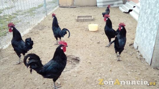 GALLOS CASTELLANOS